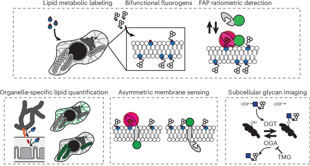 ibudin's tweet card. Nature Chemical Biology - An approach combining bioorthogonal chemistry with genetically encoded fluorogen-activating proteins enables subcellular imaging of phospholipids and glycans, as well as...