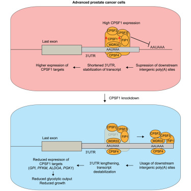 scottdehm's tweet card. Tietz et al. report that CPSF1 is upregulated in patients with advanced prostate cancer and that the knockdown of CPSF1 inhibits prostate cancer growth and glycolytic output. Knockdown of CPSF1...
