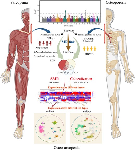 DrGustavoDuque's tweet card. AbstractBackground. Osteosarcopenia, defined by the coexistence of osteoporosis and sarcopenia, presents a significant health challenge for aging populatio