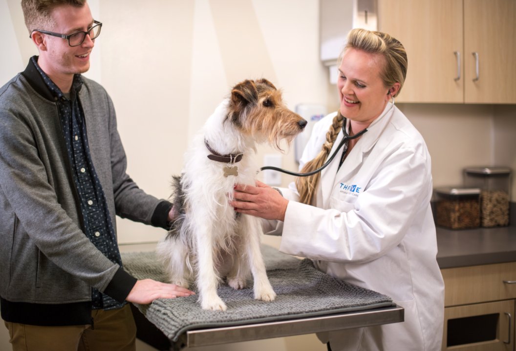 housefixer's tweet card. This article originally appeared on resources.thrivevet.