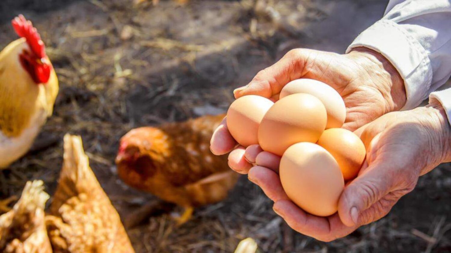 CMAonX's tweet card. A law that would require cage-free eggs in Arizona has been pushed back seven years. Recently, Gov. Katie Hobbs gave an update to the egg law.