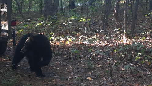 adamcallroberts's tweet card. Two fatal black bear attacks in Arkansas have raised concerns about human-bear interactions, prompting experts to discuss the rarity of such incidents and offer safety advice.
