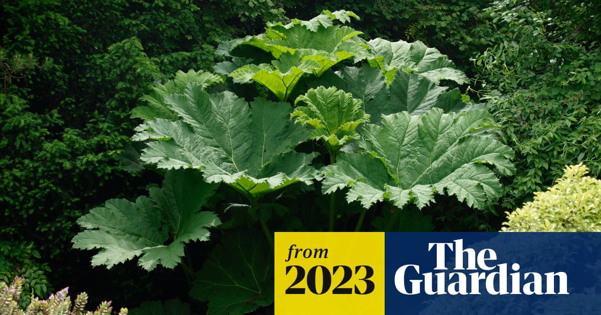M_G_Tuffen's tweet card. Exclusive: plant from South America, also known as Gunnera, found to spread rapidly and choke native flora