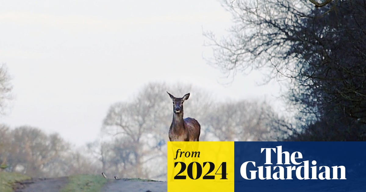 fionaharvey's tweet card. The Wild Venison Project has created a supply chain from deer stalkers all over the country to food banks that need protein-rich donations