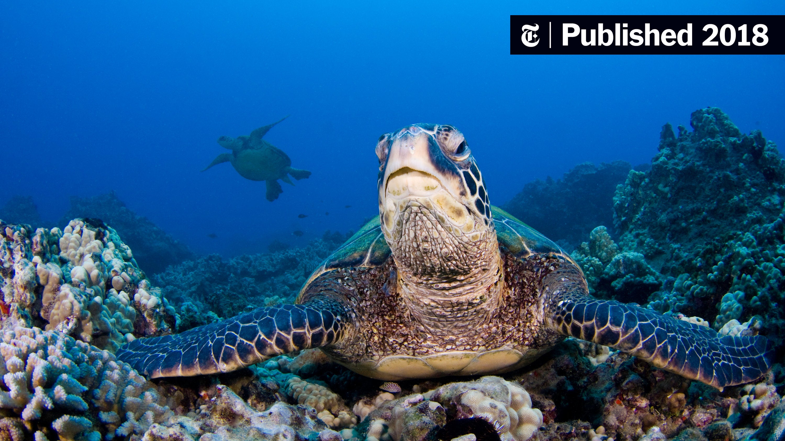 NYTScience's tweet card. Male hatchlings are disappearing on Australia’s Great Barrier Reef, a new study shows, because the growing warmth of nests produces more females.