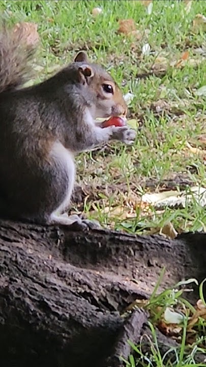 2chriscolin1010's tweet card. 🐿🍇 2/2 squirrels in Grove Park 🤎 comment if you know what it is?...