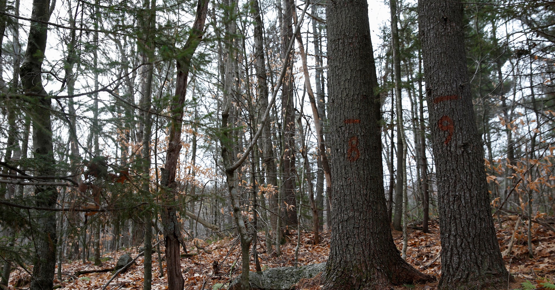 ZeroSixCarbon's tweet card. A standard to assess companies' claims about progress towards internal climate targets and their use of carbon offset credits was launched on Wednesday by a global initiative seeking to bring...