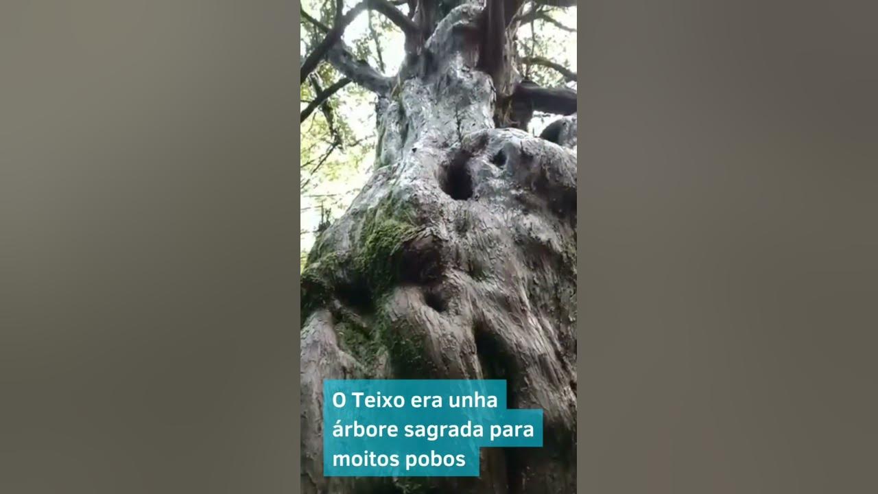 GalegoTube's tweet card. O Teixadal de Casaio: O bosque máis antigo da Península Ibérica!