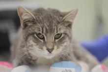 VTS_AVTCP's tweet card. Pet parent Laci Ping had just 15 minutes to pack up her life—which included six cats, six chickens, three dogs, and three reptiles—as the Camp Fire approached her home in Paradise, California. She...