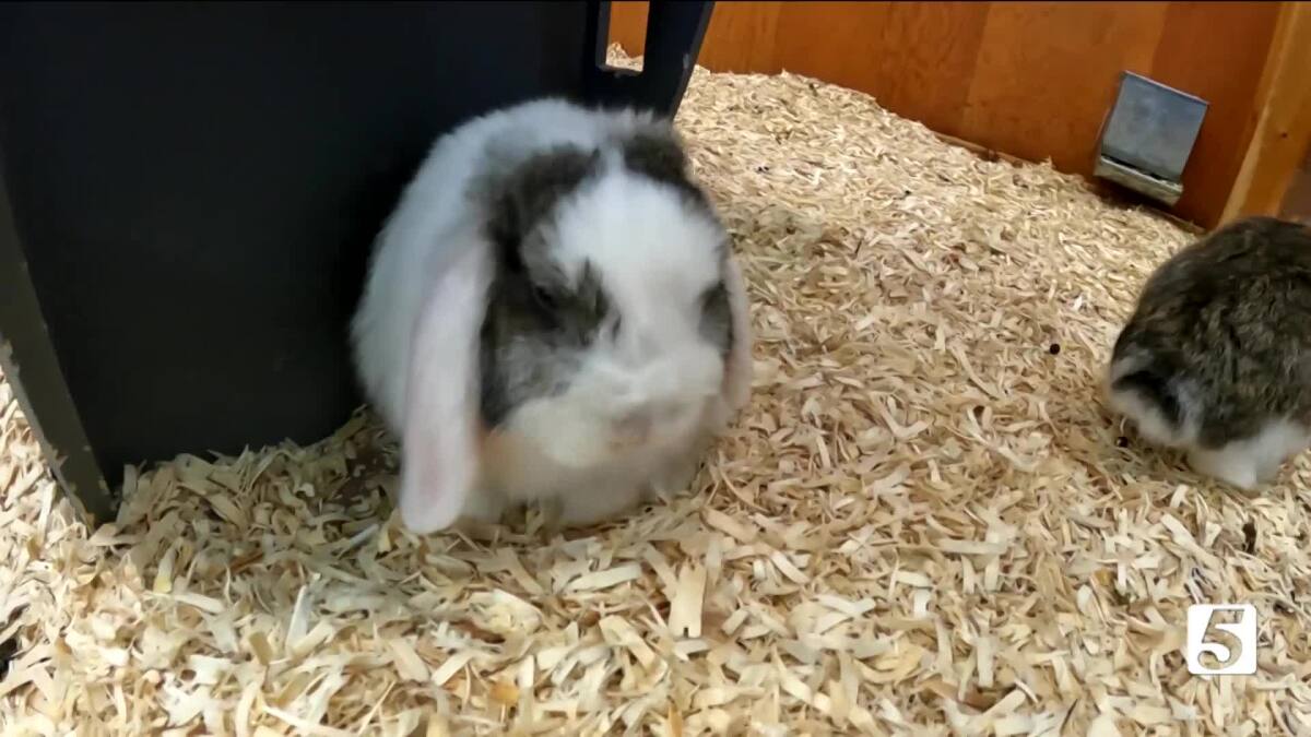 Ms_Cheap's tweet card. Ms. Cheap takes us to see the bunnies that have become a well-known tradition at Phillips Toy Mart every year for Easter.