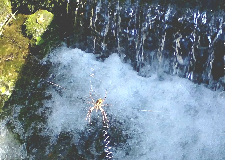 mushinobushijp's tweet card. 生物標本コレクションのラベル情報と所蔵者をデータベースで管理できます