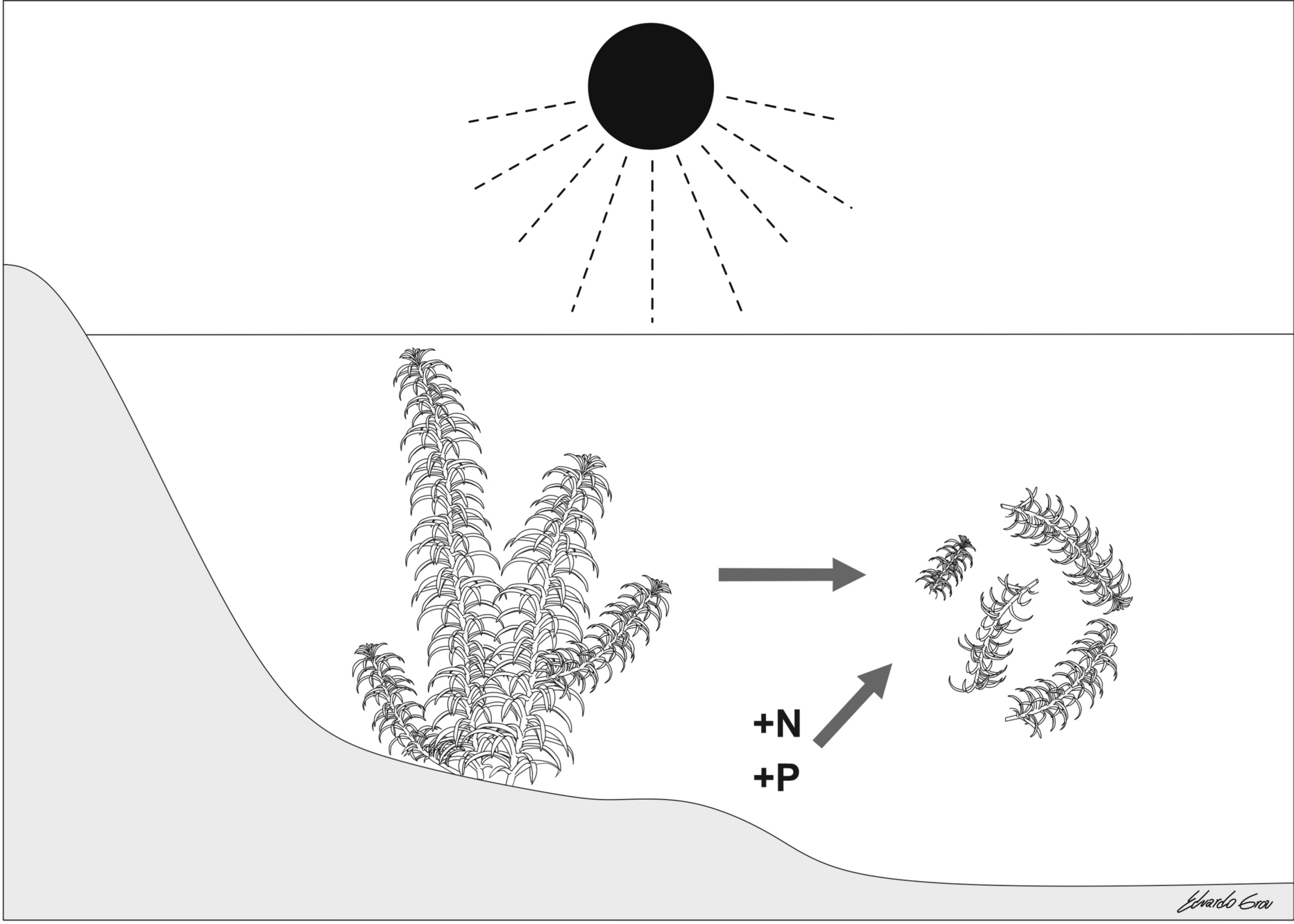 HYDR_Springer's tweet card. Hydrobiologia - Many species of aquatic macrophytes rely on asexual reproduction to maintain populations and recover after disturbances. Stem fragments are relevant asexual propagules for numerous...