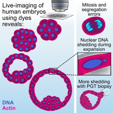 CellCellPress's tweet card. Live imaging of human embryos unveils differences from mouse development and reveals DNA shedding from trophectoderm cell nuclei associated with mechanical stress from blastocyst expansion and biopsy...