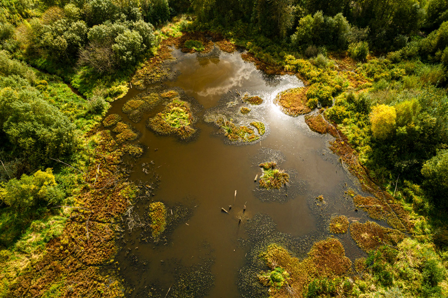 UWBothell's tweet card. Students and recent alumni doing this capstone got their hands dirty with restoration projects ranging from assessing soil health to developing pollinator habitat.