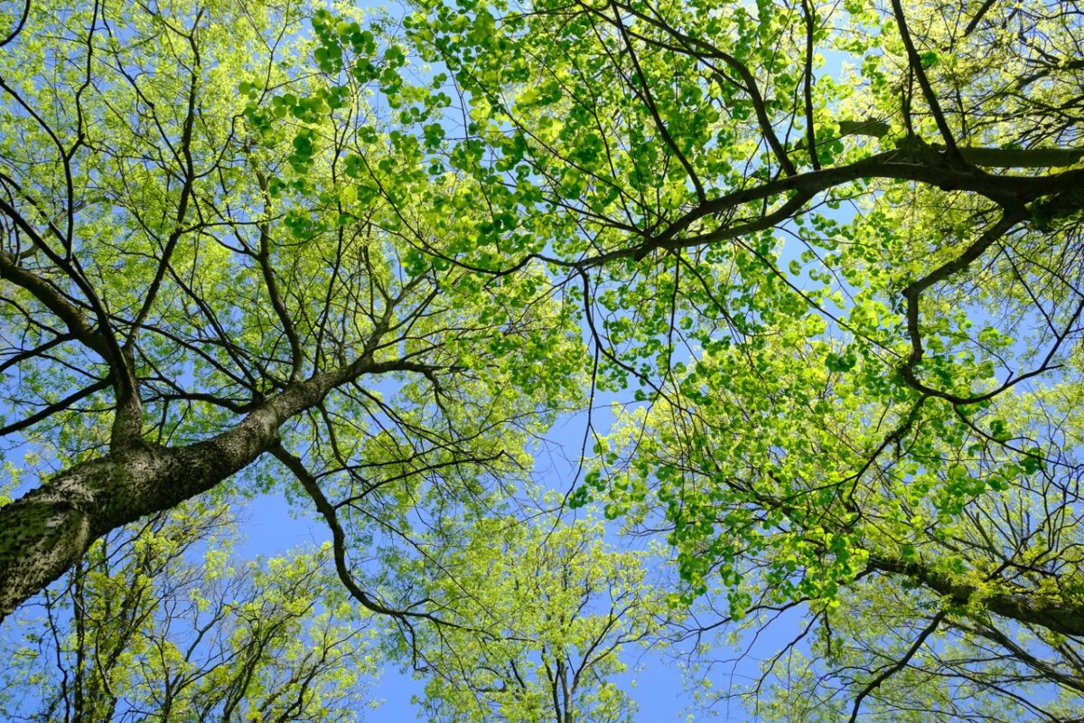 CanGeo's tweet card. What is lost when we destroy a forest? In an excerpt from her new book, Our Green Heart, renowned biochemist and botanist Diana Beresford-Kroeger reveals the profound and far-reaching effects of an...