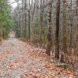 DBKTrees's tweet card. As I began this piece on trees in forests, woods and parks, a friend asked, why in February? Why didn’t I wait until the deciduous trees were a palette of new spring green crowning the stark brown...