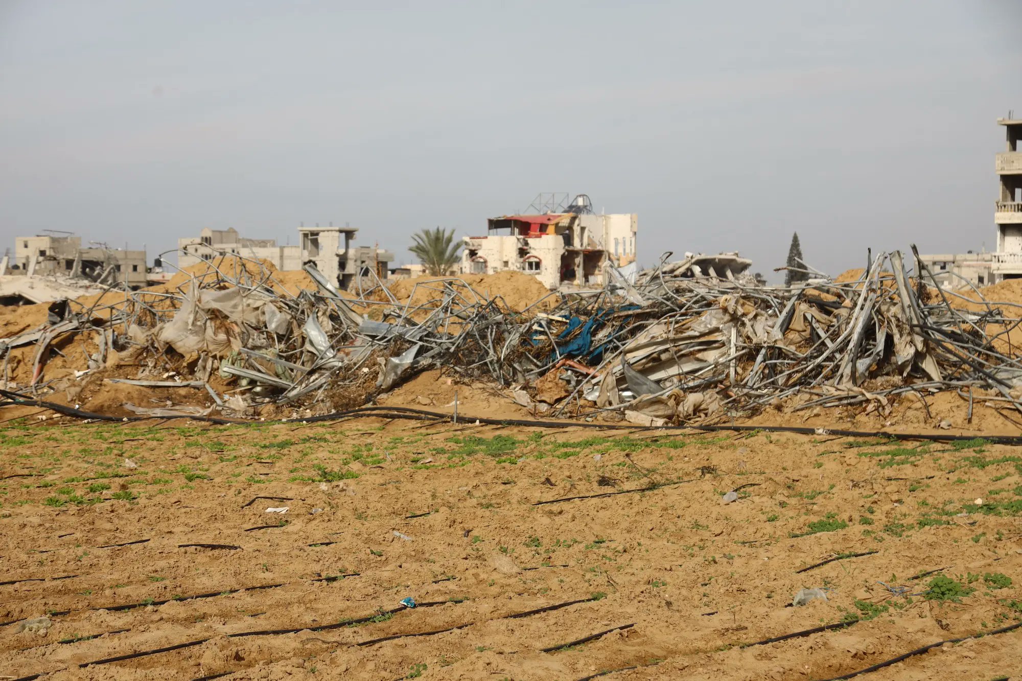 teleSURtv's tweet card. Casi ninguna tierra de cultivo se halla accesible. Los bombardeos de Israel impiden producir alimentos y exacerban la hambruna.