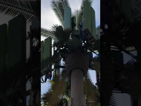 stacktivism's tweet card. Bees dying under 5G poles