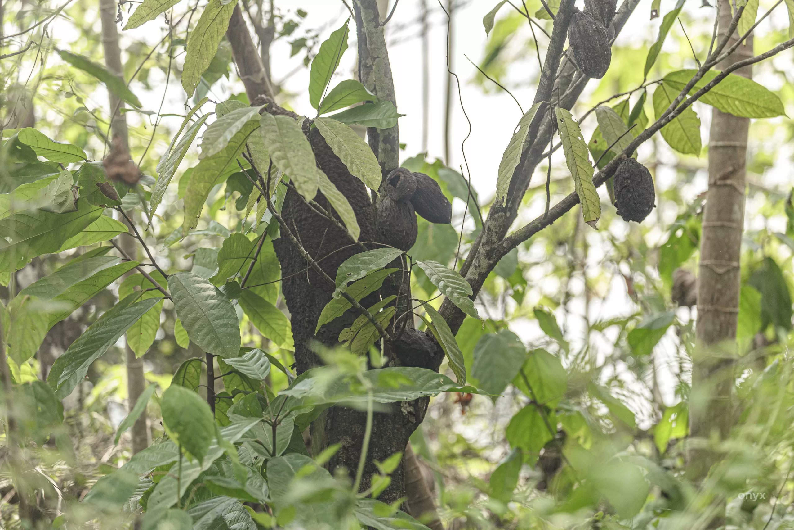 thecocoapost's tweet card. A major cocoa producing region in Ghana, the world's second largest cocoa grower, is 81% infected with swollen shoot disease, according to