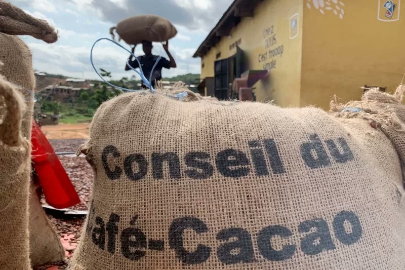 thecocoapost's tweet card. The PICD, an group for cocoa cooperatives and civil society organisations, has welcomed the 50% increment in the cocoa farmgate price.