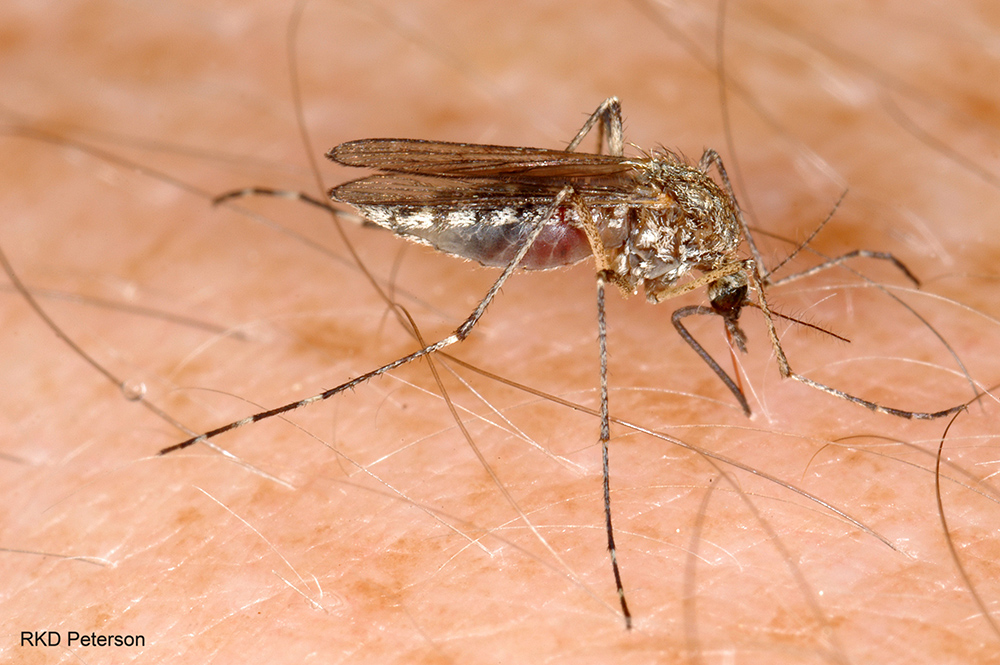 PCTMagazine's tweet card. By Josh Lancette A new study from researchers at the University of North Dakota found that Aedes vexans, a mosquito species indigenous to North America, has the capability to transmit Zika. This is...