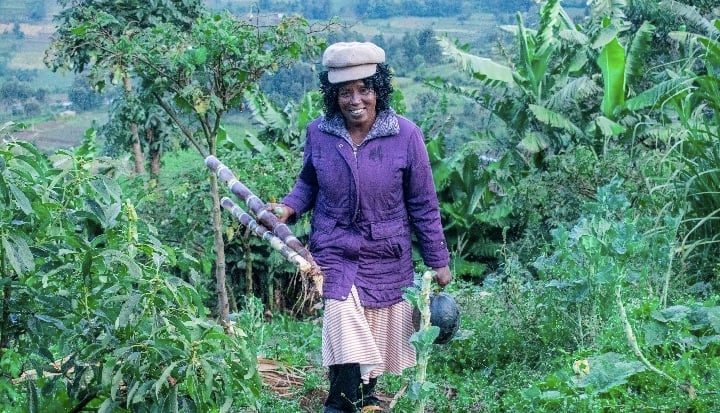 UNCCD's tweet card. Women Smallholders Will Drive Africa’s Transition to Regenerative Agriculture and farming.