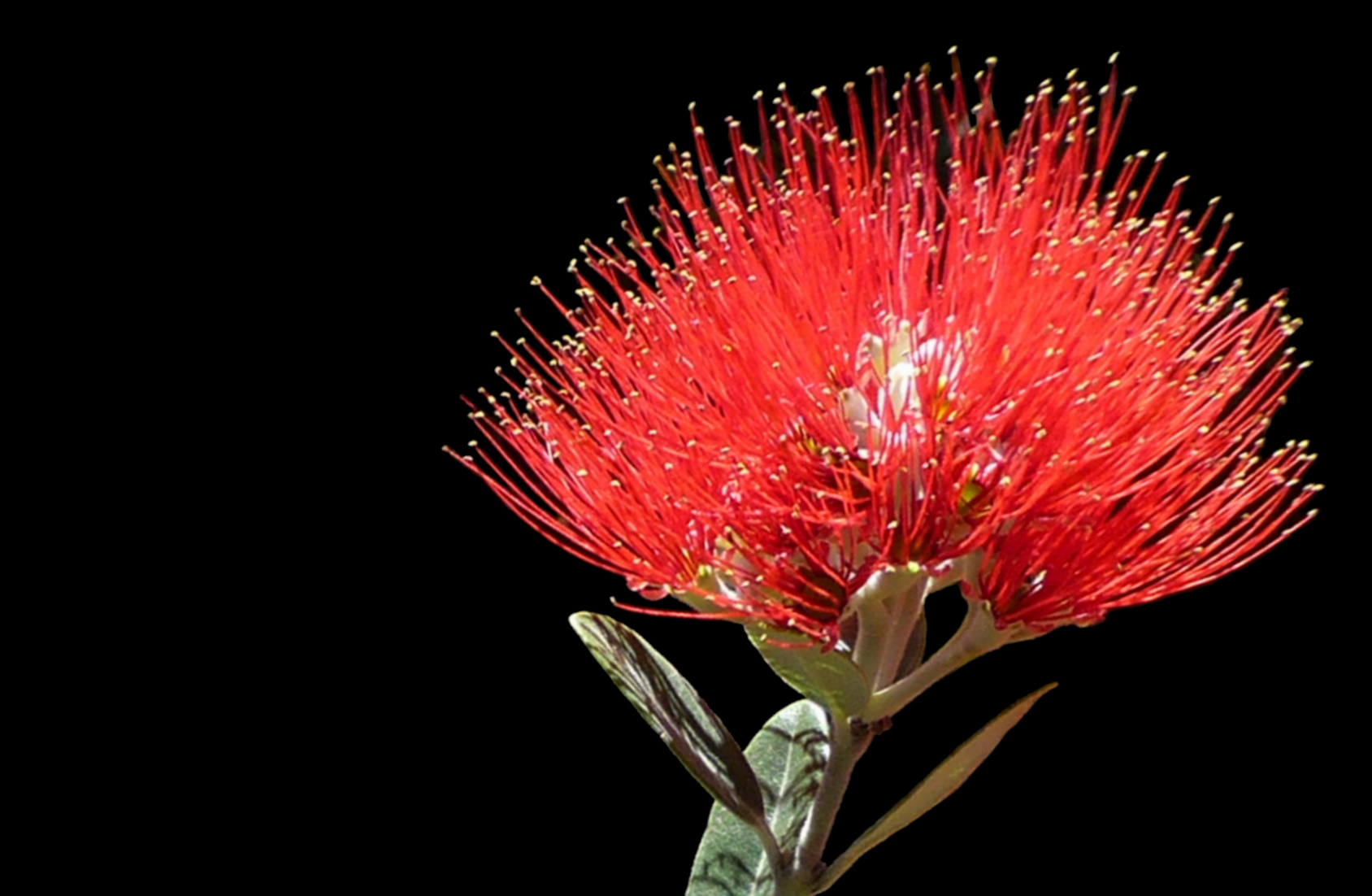 byondMyrtleRust's tweet card. Webinars focussing on the behaviour, ecology, and impacts of the disease myrtle rust in New Zealand