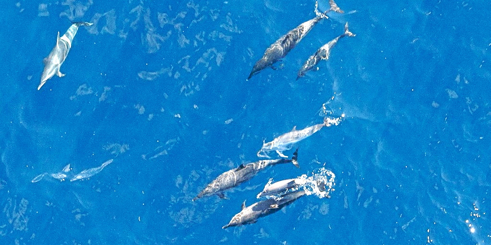 LePoint's tweet card. Un dauphin avec deux « pouces » identiques a été découvert au large de la Grèce. Une malformation due à un croisement entre espèces, dont le dauphin ne souffre pas.