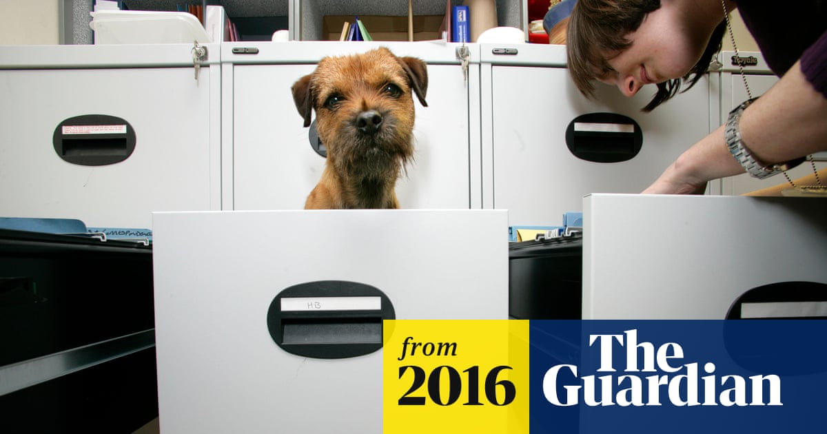 Perception_Lab's tweet card. Having a ruff day? Research has shown that canine colleagues can improve staff wellbeing and productivity
