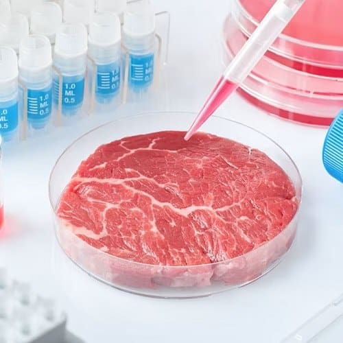 valescinocca3's tweet card. CultMeat carne coltivata Università di Torino, è un progetto per ridurre l'impatto ambientale e affrontare le sfide etiche dell'allevamento intensivo