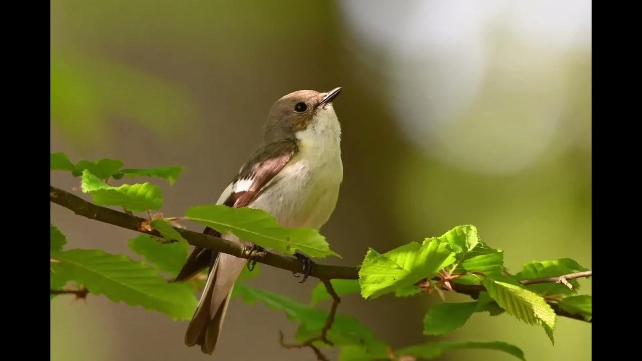 sonodewil's tweet card. "Freunde" von Susanne Weidner - Gute Nacht Geschichten, gelesen von...