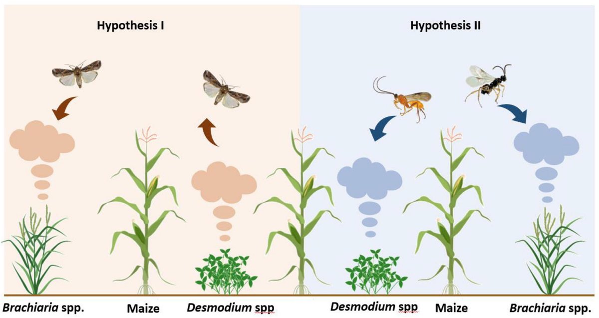 IslamSSobhy_78's tweet card. Fall armyworm, Spodoptera frugiperda, is a serious invasive pest in Africa but “Push-Pull” companion cropping can substantially reduce infestation. Here we e...