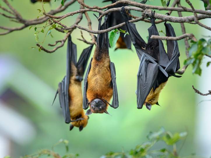 MerriamWebster's tweet card. Dictionary lookups from Texas, Major League Baseball, and bats