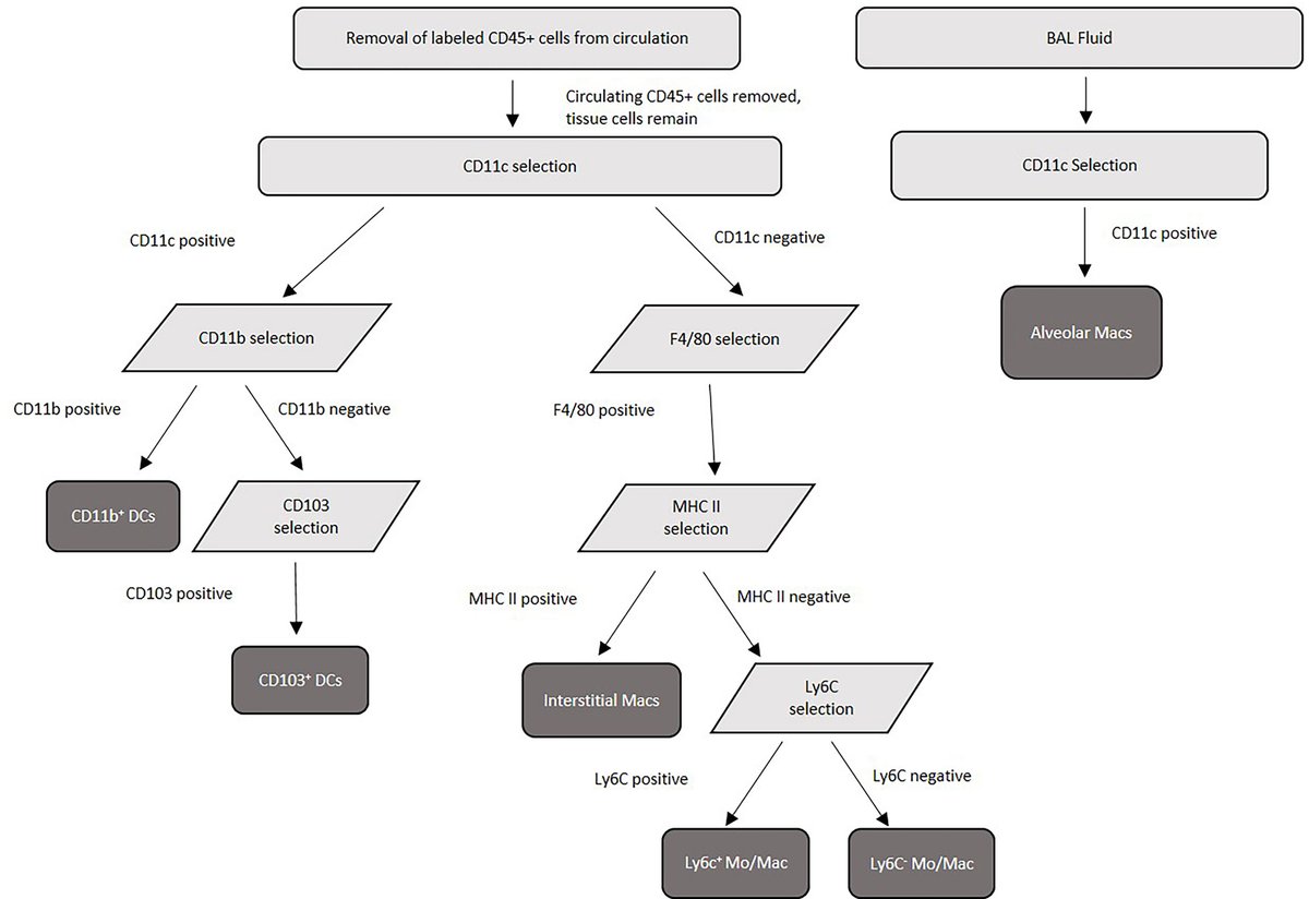 osumicrobiology's tweet card. With over 220,000 cases and 180,000 deaths annually, Cryptococcus neoformans is the most common cause of fungal meningitis and a leading cause of death in HI...