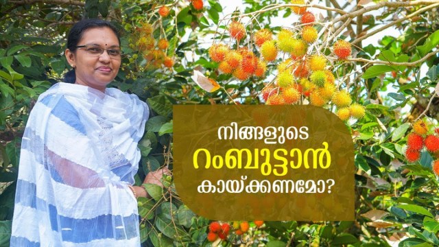 ksrtcblog's tweet card. വിത്തു വഴിയാണ് റംബുട്ടാൻ കൃഷി ചെയ്തു കൊണ്ടിരുന്നത്. ഇങ്ങനെ ചെയ്യുമ്പോൾ പെൺ മരങ്ങൾക്കൊപ്പം ആൺ മരങ്ങളും ഉണ്ടാകുവാൻ 50 % സാധ്യതയുണ്ട്. ഗ്രാഫ്റ്റിങ് അല്ലെങ്കിൽ ബഡിങ് വഴി വളർത്തിയെടുത്ത ചെടികൾ വേഗത്തിൽ...