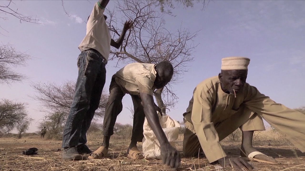 acww_projects's tweet card. UN agricultural development chief: "What feeds people is action on...