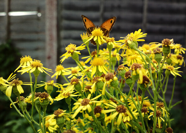 GUNTURraharjo's tweet card. All photographers go through a lifecycle; those distinct stages from new photographer through to seasoned shutter bug. It definitely happened to me and, looking back, my one embarrassing stage was...