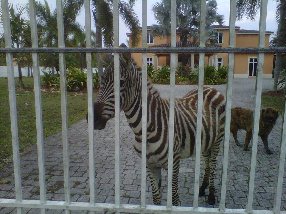 MiamiPSPI's tweet card. ONLY IN MIAMI!!! Apparently, dogs are not enough to guard homes in Miami. Our process server went to a residence to serve a subpoena when a zebra aggressively galloped to the front gate and stood its...