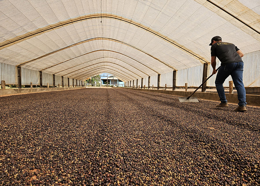 embrapa's tweet card. Concentrada em pequenas propriedades, produção é tecnificada e supera a produtividade média nacional dos canéforas