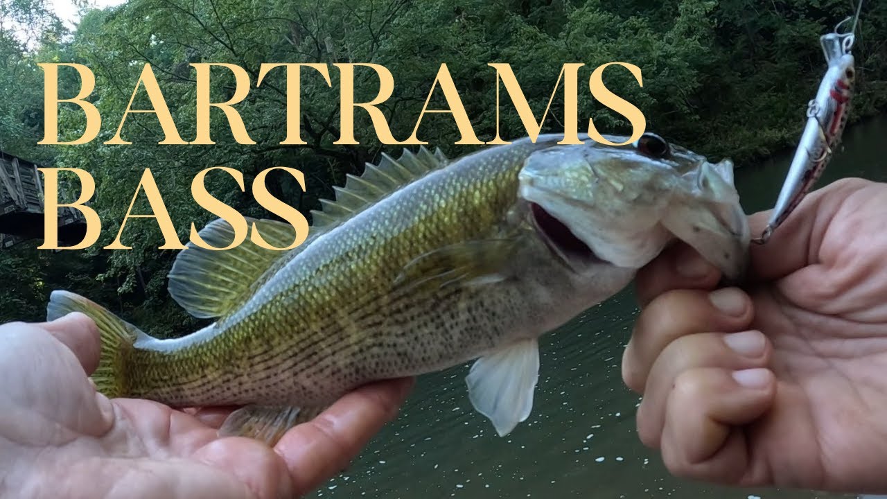 jeffsamsel's tweet card. What are Bartrams Bass? Understanding this "New" Black Bass Species
