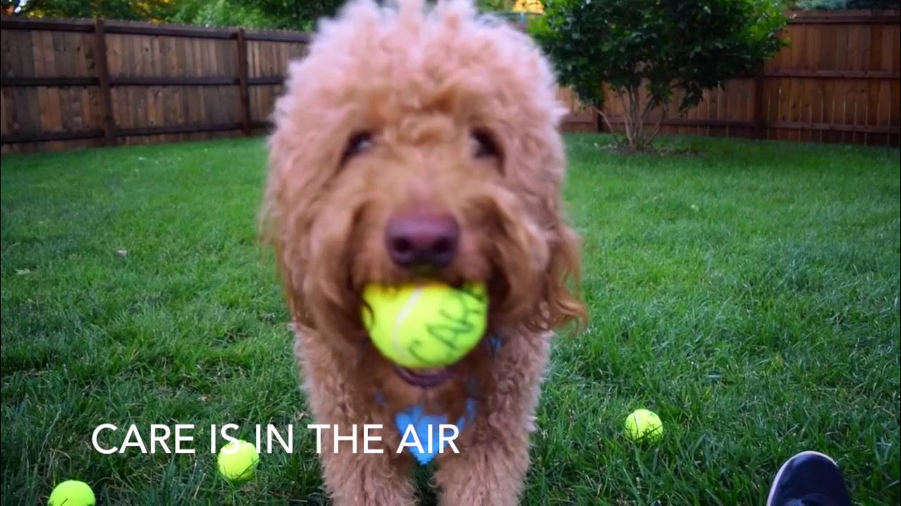 GoDogGoFetch's tweet card. Cute Dog Catches Ball and Shares Happiness