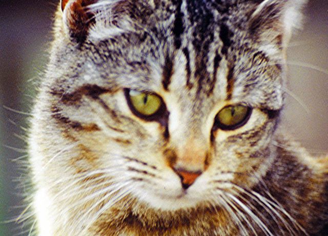 CfCC_UTS's tweet card. A leading Sydney-based veterinary specialist has questioned the “ethical blindness” of the Australian government’s campaign to kill two million feral cats by 2020. Dr Andrea Harve…