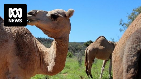 CfCC_UTS's tweet card. Are feral animals in Australia's north really pests that need to be eradicated, or is Australia automatically pulling the trigger on non-native creatures without thinking of the ramifications?