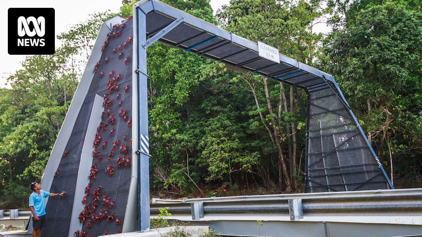 CfCC_UTS's tweet card. Christmas Island rangers take road safety to a whole new level with the construction of a "crab bridge" over the island's busiest road.