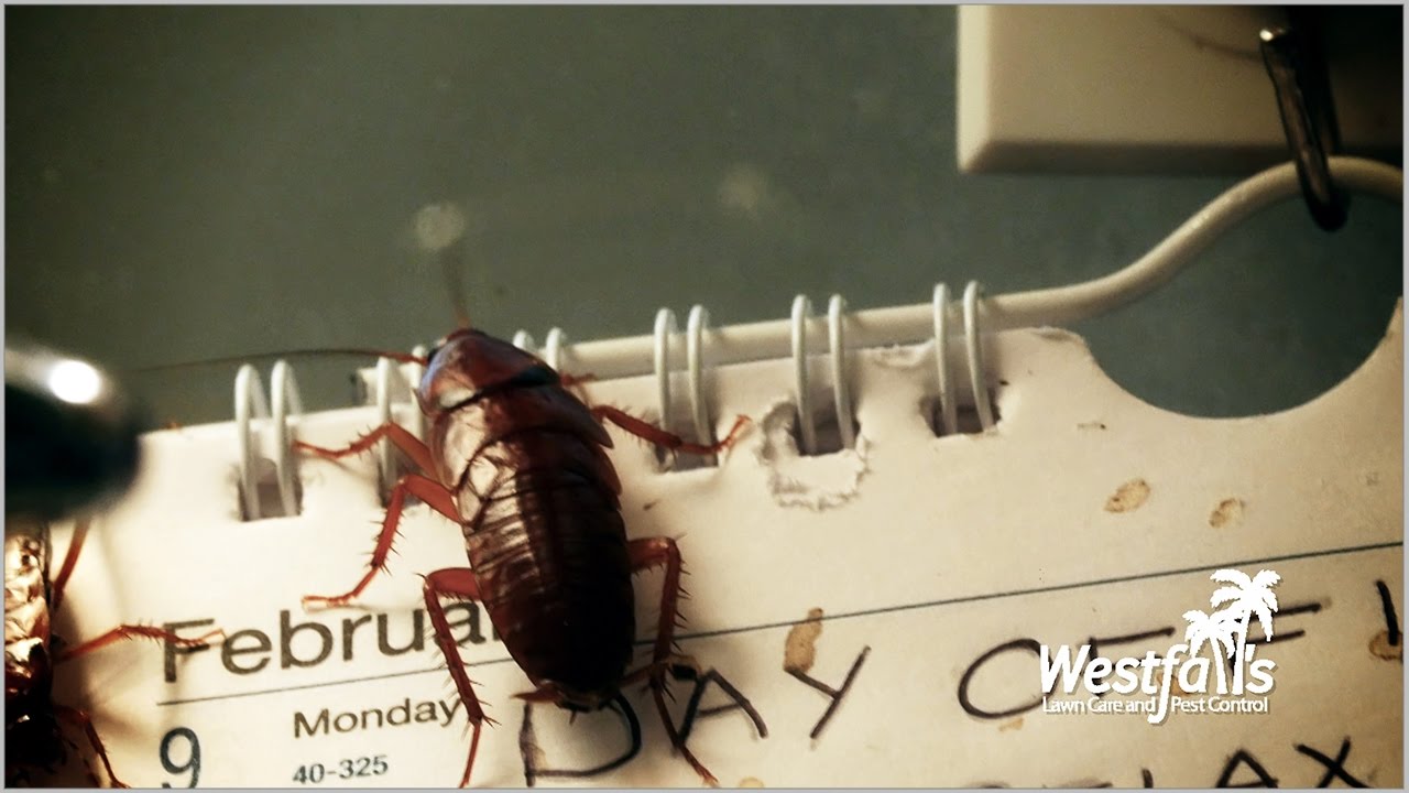 PestControlBuzz's tweet card. Westfall's Lawn Care and Pest Control - Pest Control