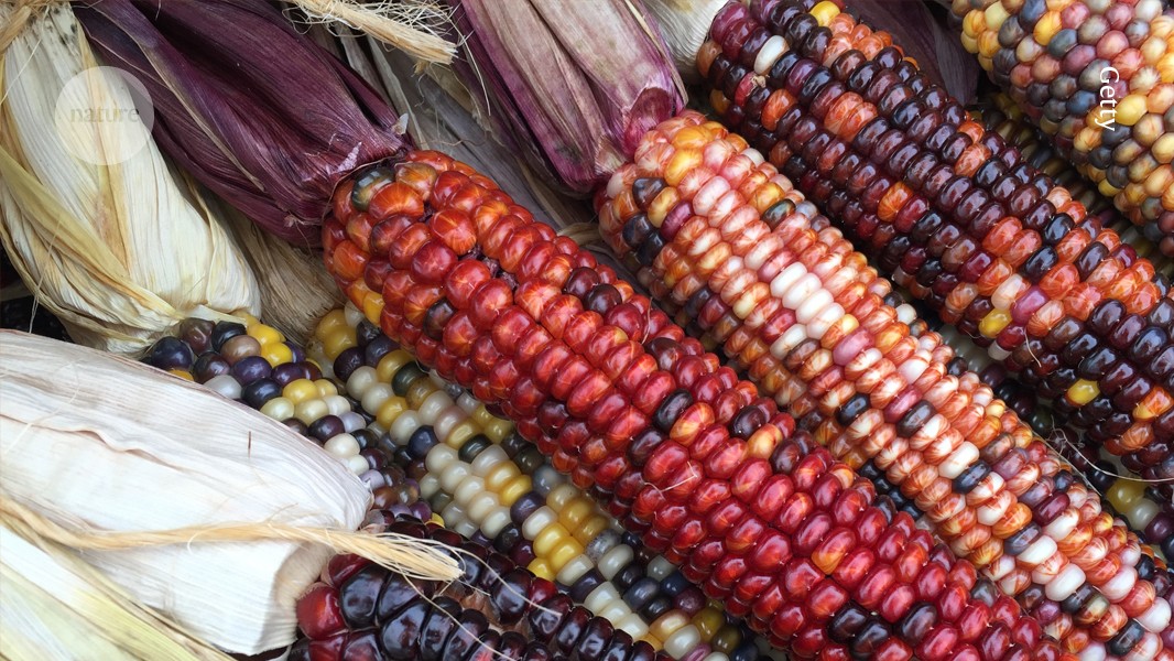 Nature's tweet card. Nature - A programmable RNA that bridges a genetic donor and a target could herald a safer and more flexible approach to large-scale chromosome changes.