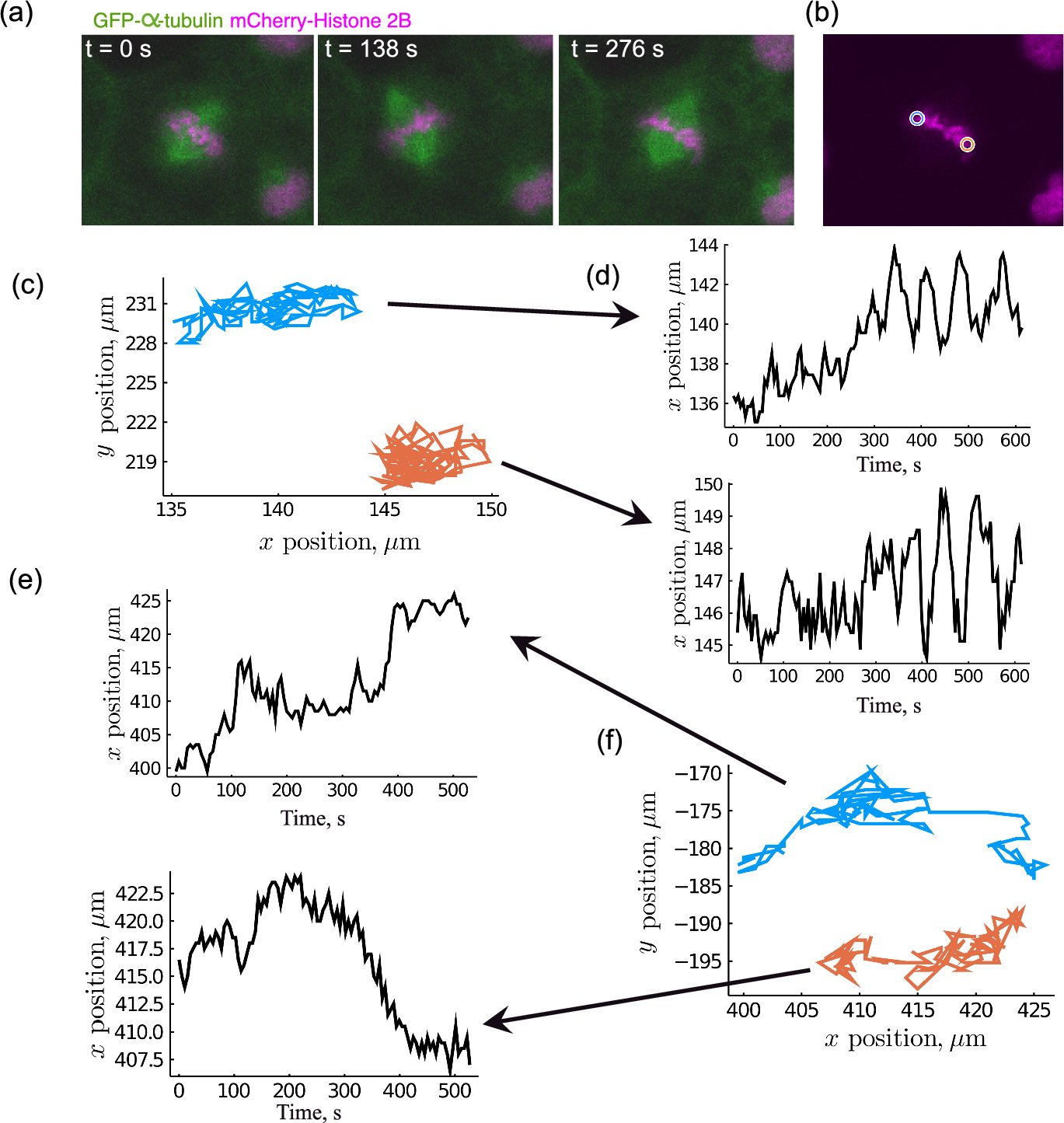oeskildjensen's tweet card. Bulletin of Mathematical Biology - During cell division, the mitotic spindle moves dynamically through the cell to position the chromosomes and determine the ultimate spatial position of the two...