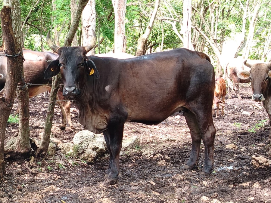 INFORMATYUC's tweet card. Los municipios de Dzan y Tixméhuac se sumaron recientemente a la lista de localidades afectadas. Mérida, Yucatán a 10 de noviembre de 2025 (InformaTe Yucatán).- El gusano barrenador no da tregua  y...