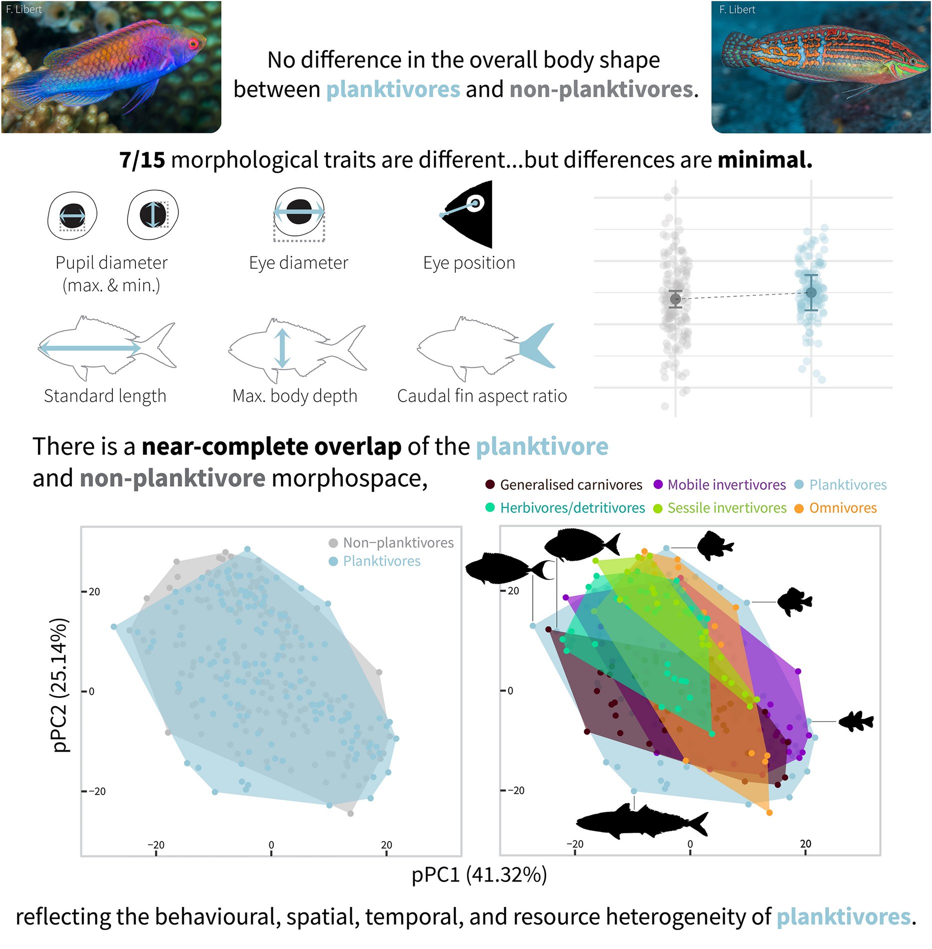 iSEAbelle_ng's tweet card. Reviews in Fish Biology and Fisheries - Planktivorous reef fishes are thought to possess unique morphological traits to feed on small, evasive prey. Despite the multitude of family-level studies...