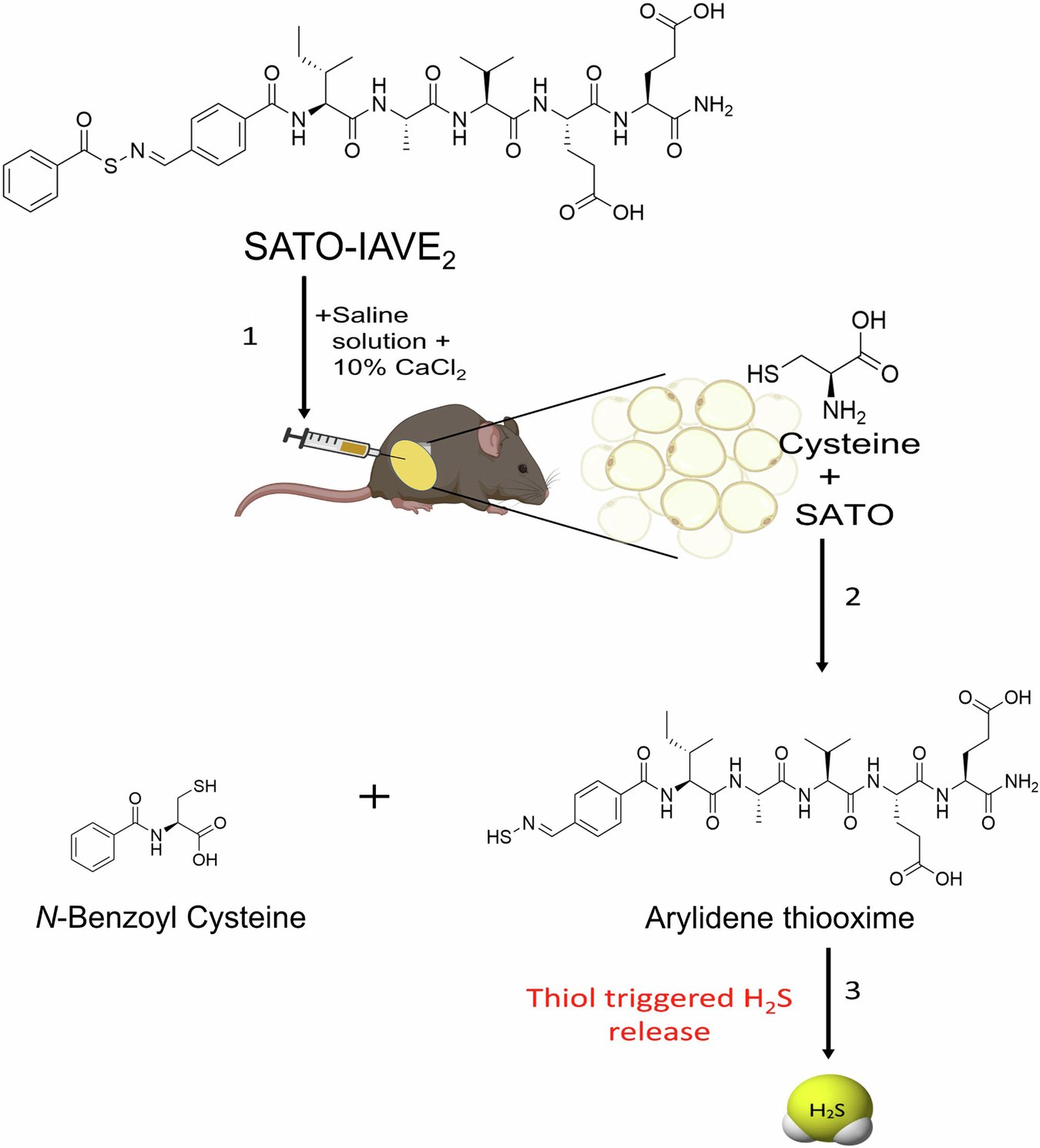 MatsonLab_VT's tweet card. Communications Biology - Locally delivered H2S slow-releasing hydrogel promotes lipid accumulation, adipocyte hypertrophy, macrophage infiltration, and fibrosis in mouse adipose tissue, offering a...